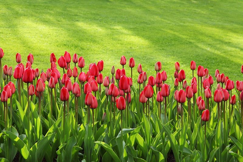 Guide to spring bulbs