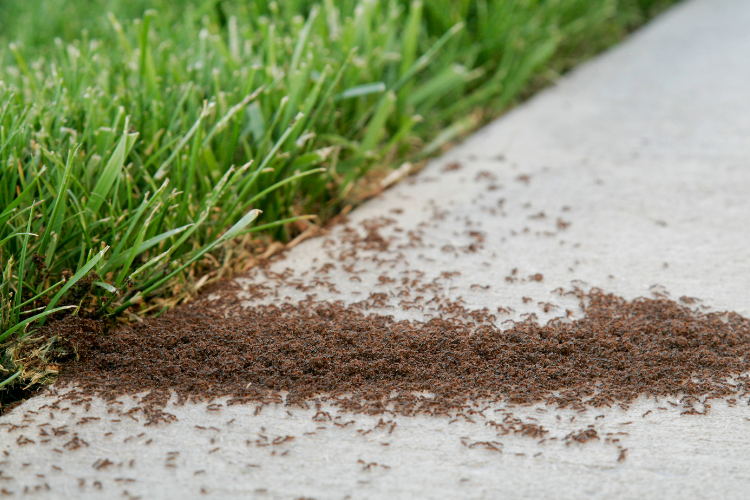 Ants around lawn