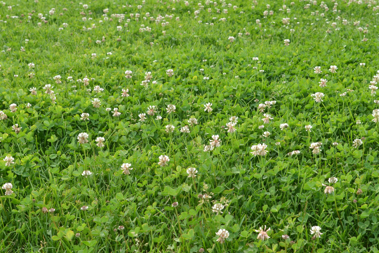 Clover on a lawn