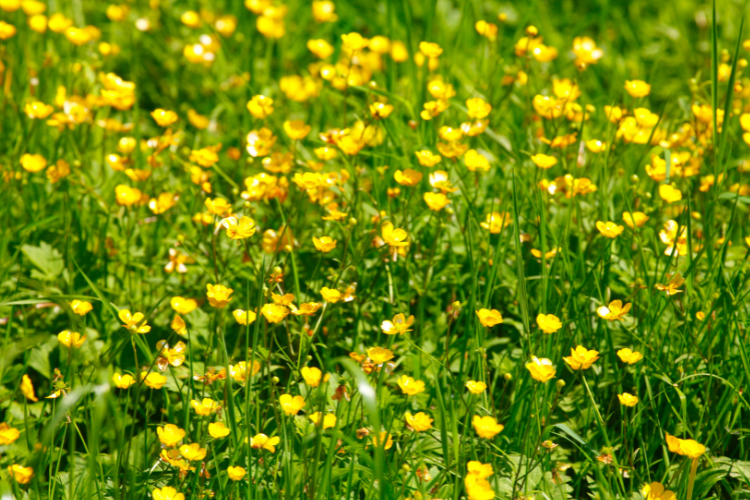 Creeping buttercup