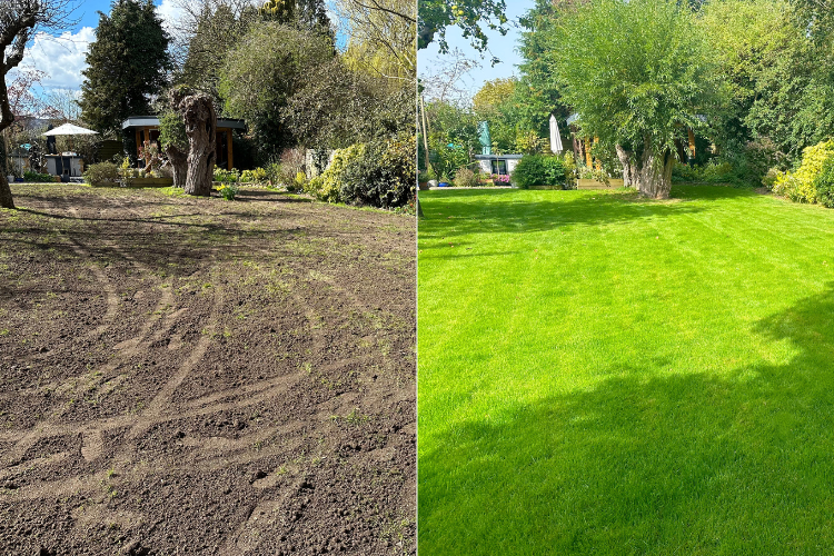 Lawn renovation