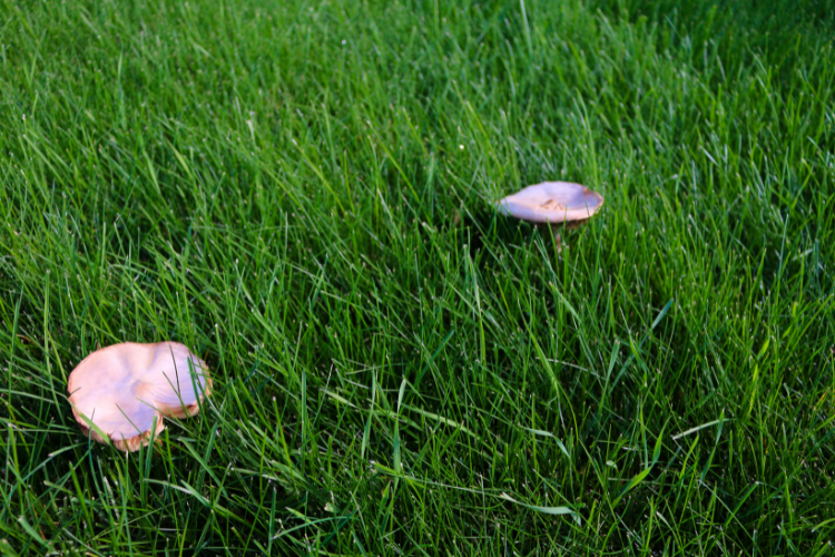 Lawn mushrooms