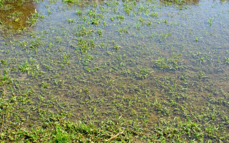 Waterlogged lawn