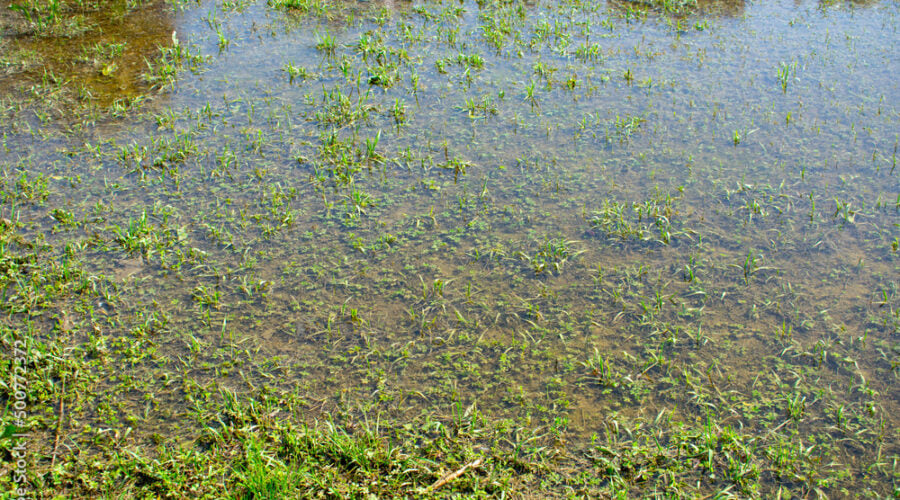 Waterlogged lawn